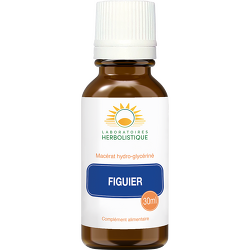 Figuier bourgeons...