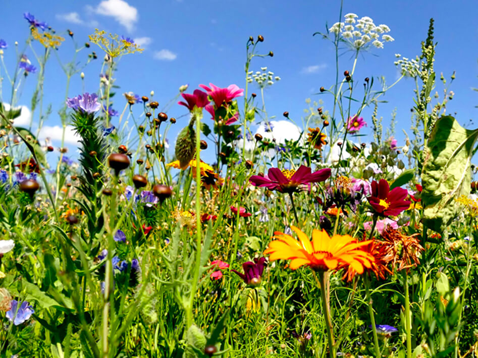 epandage pesticides avion - blog Herbozine
