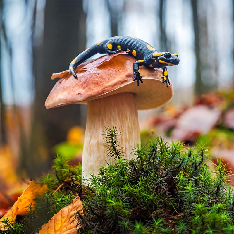 Lézard sur un champingon dans une forêt automnale