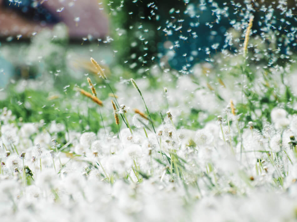 pollen qui vole avec le vent