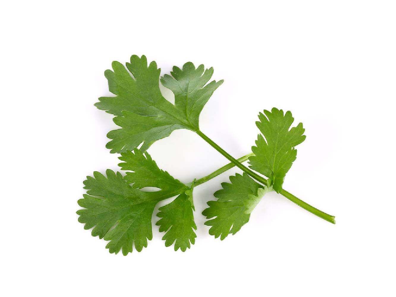 Coriandre