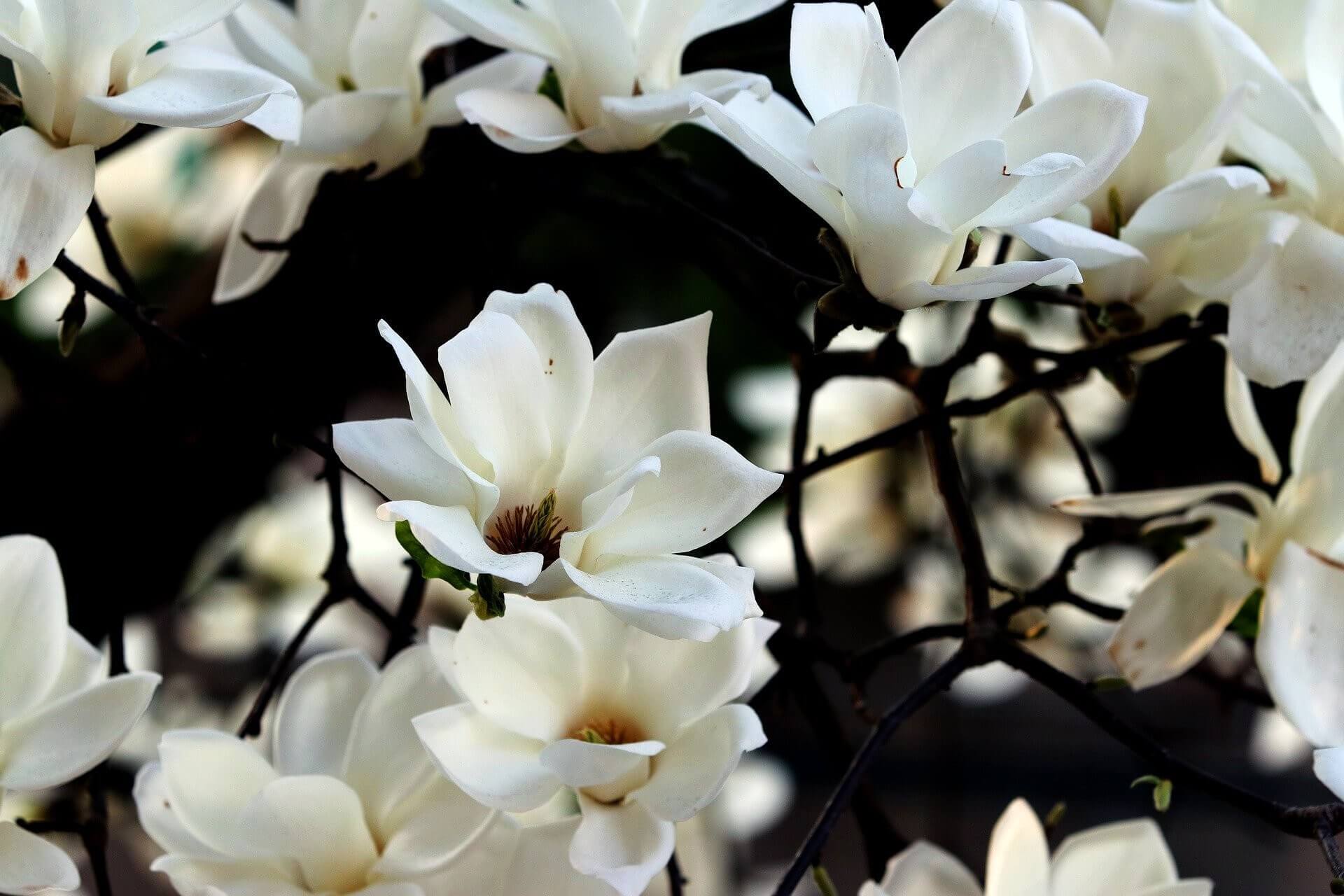 Magnolia