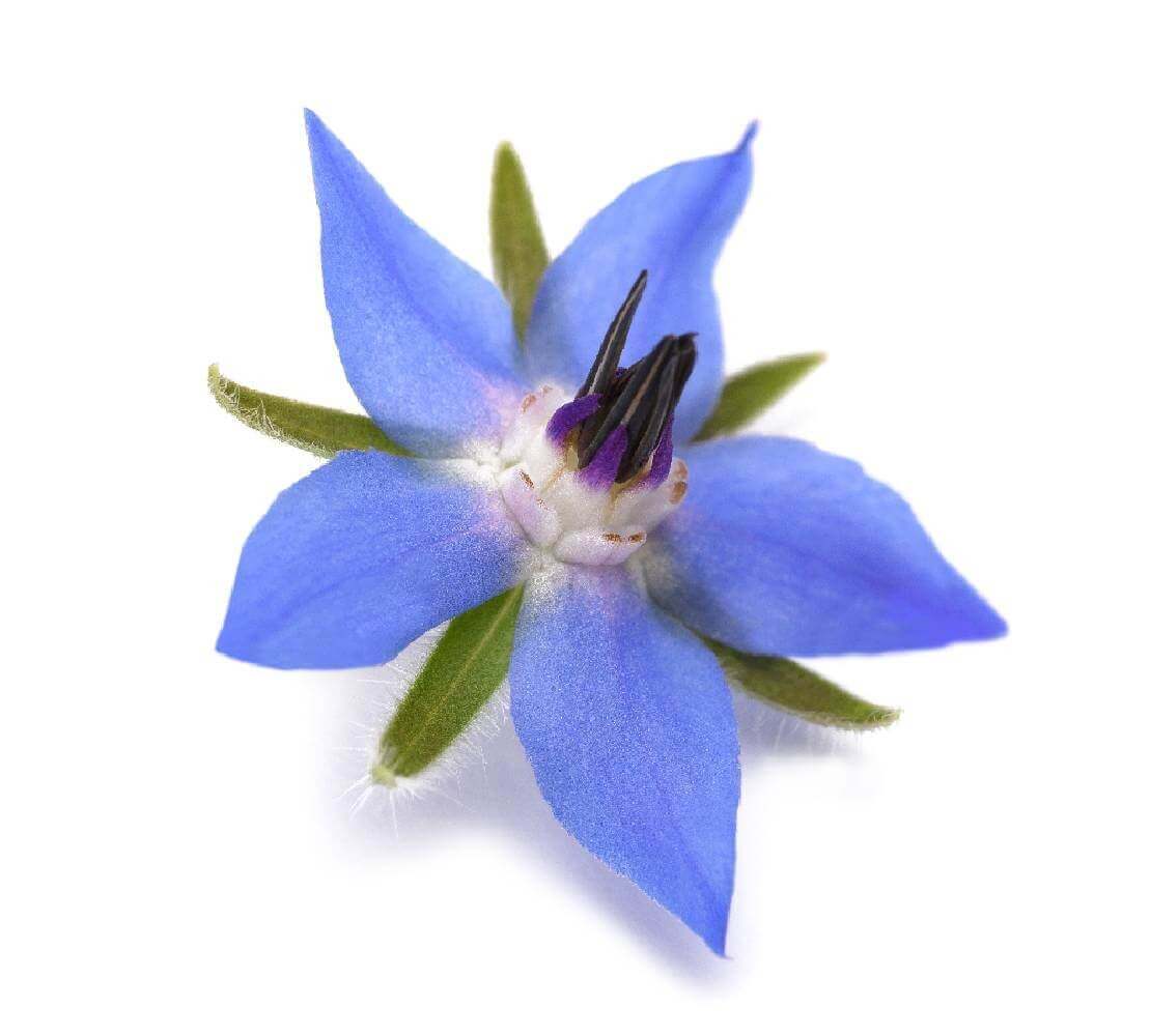 Huile de bourrache