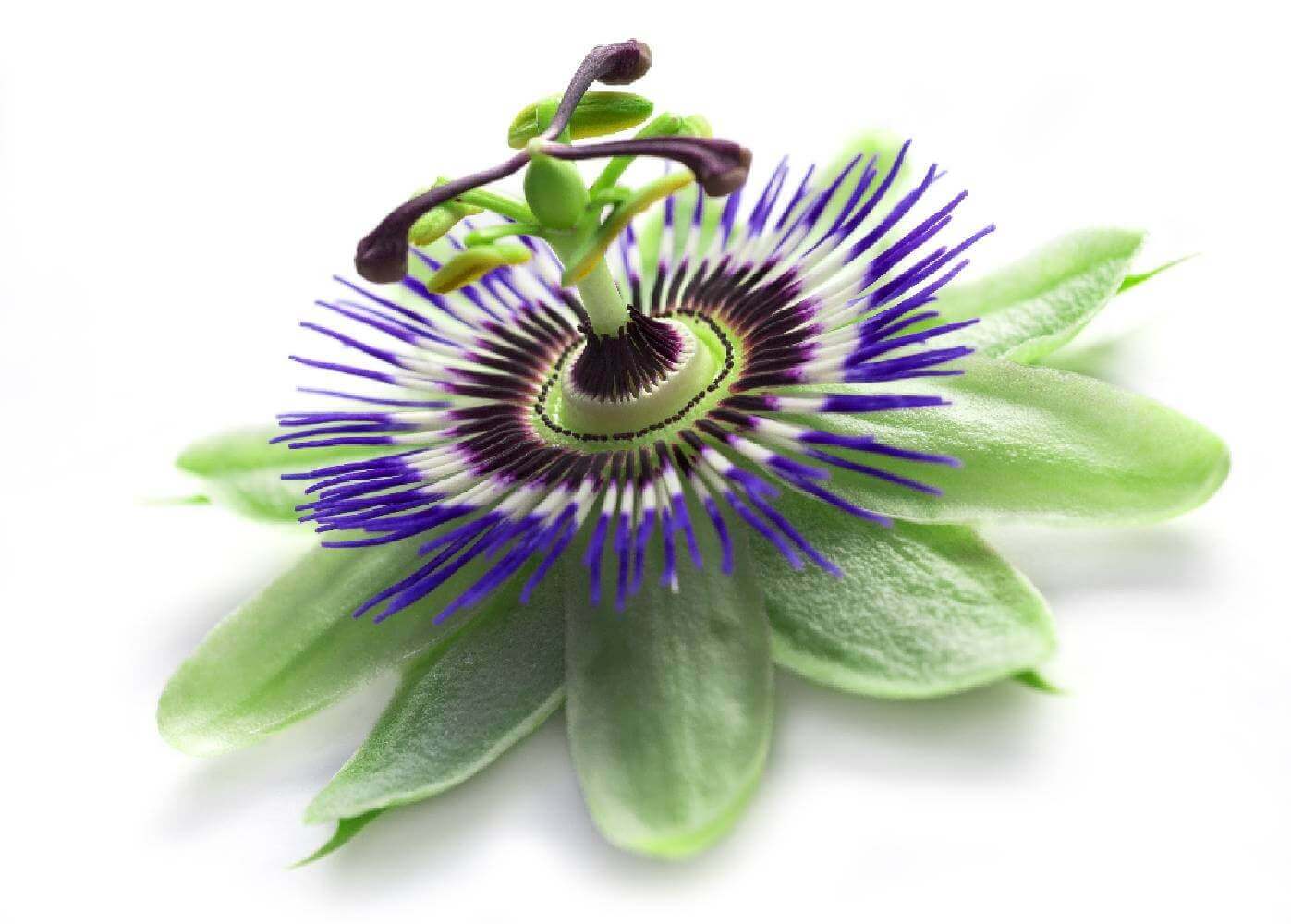 Passiflore