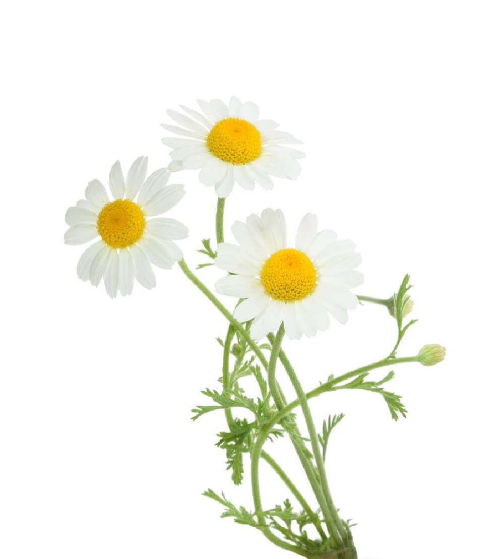 Camomille allemande