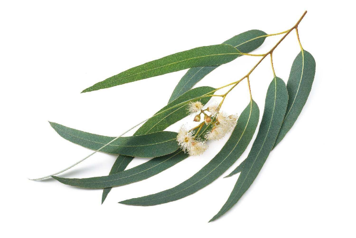 Eucalyptus