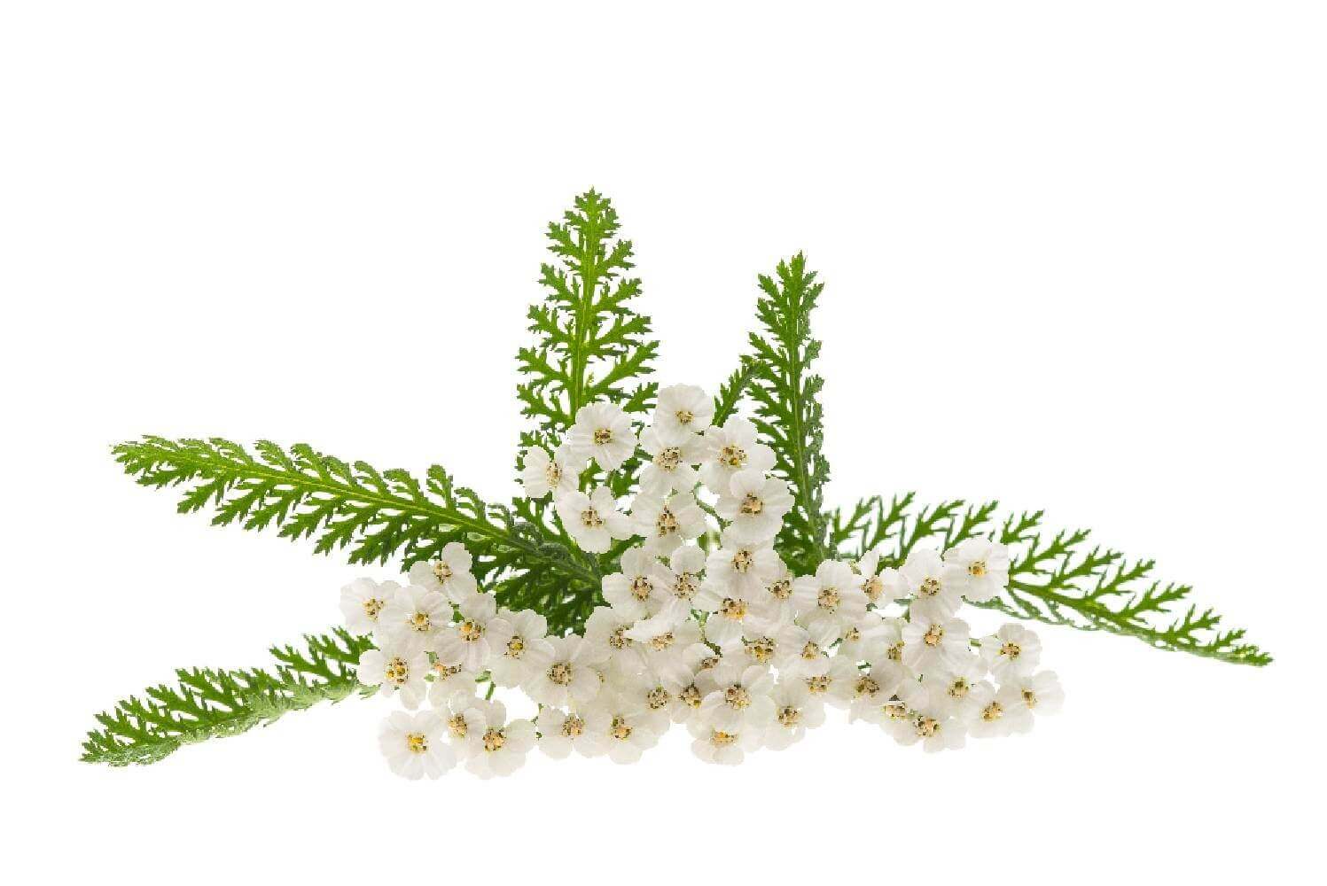 Achillée millefeuille