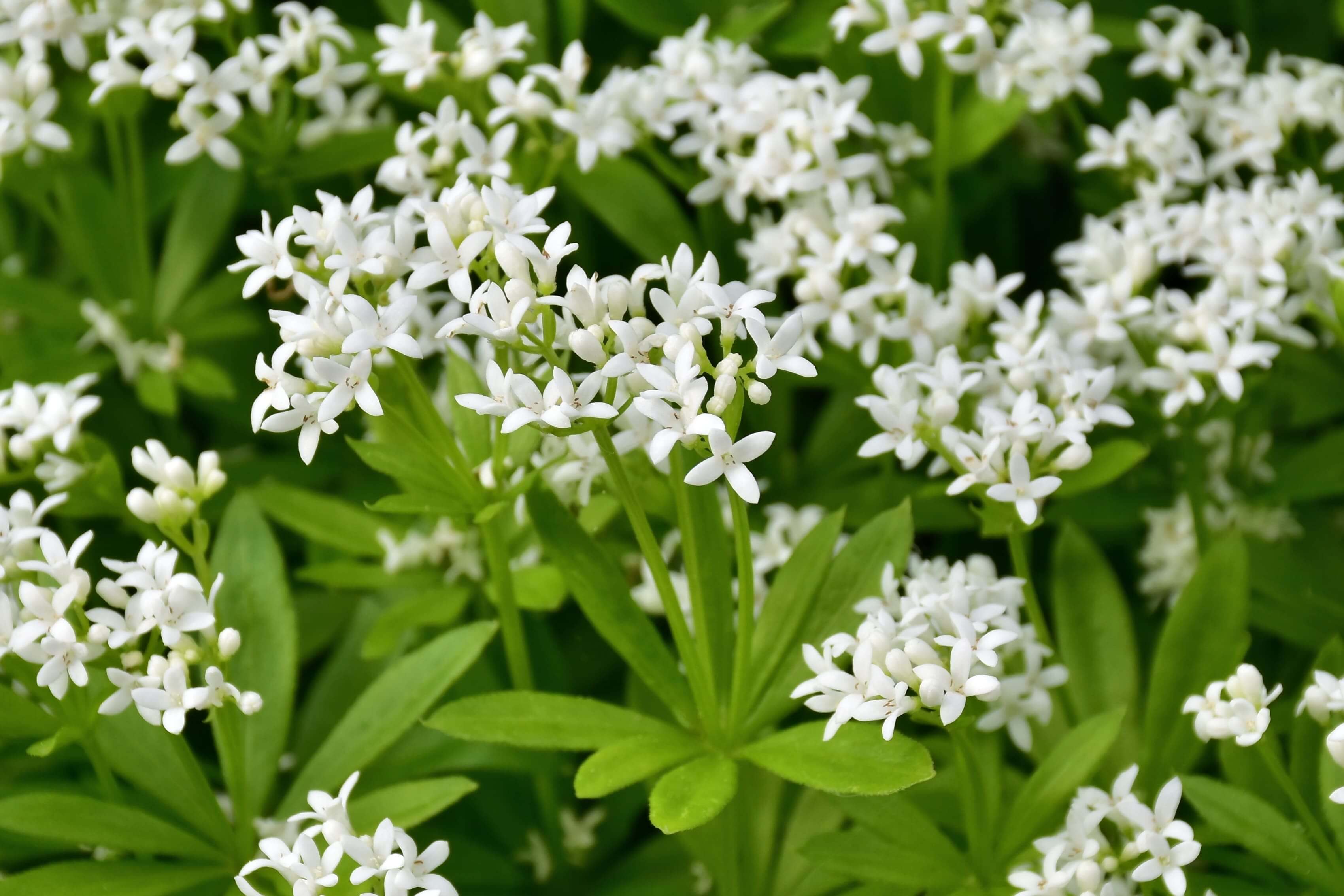 Aspérule