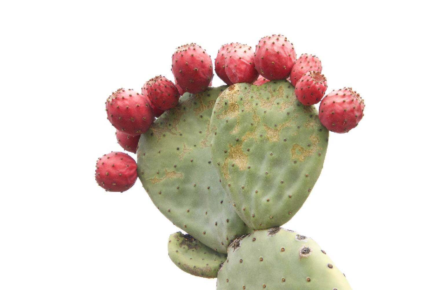 Nopal