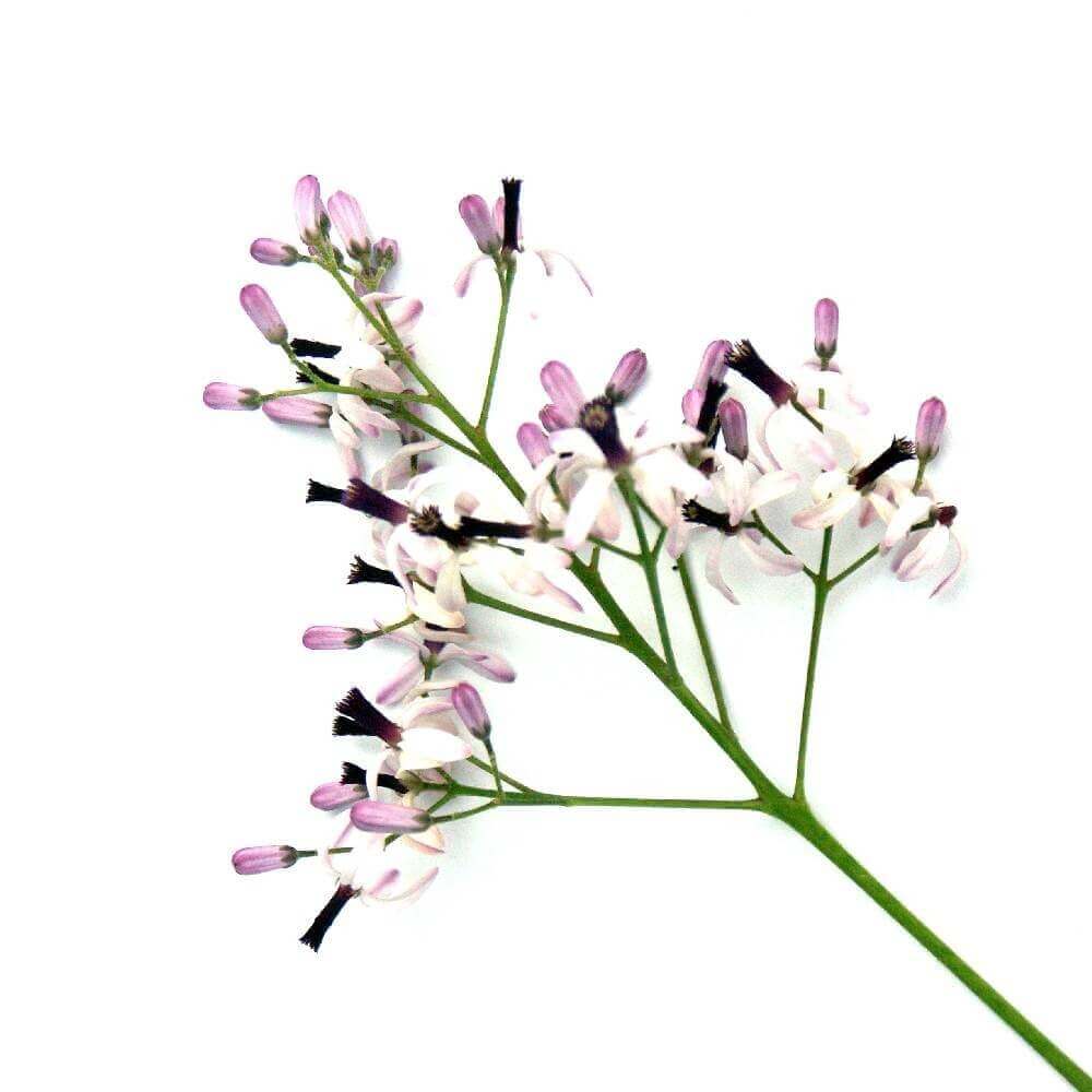 Banaba