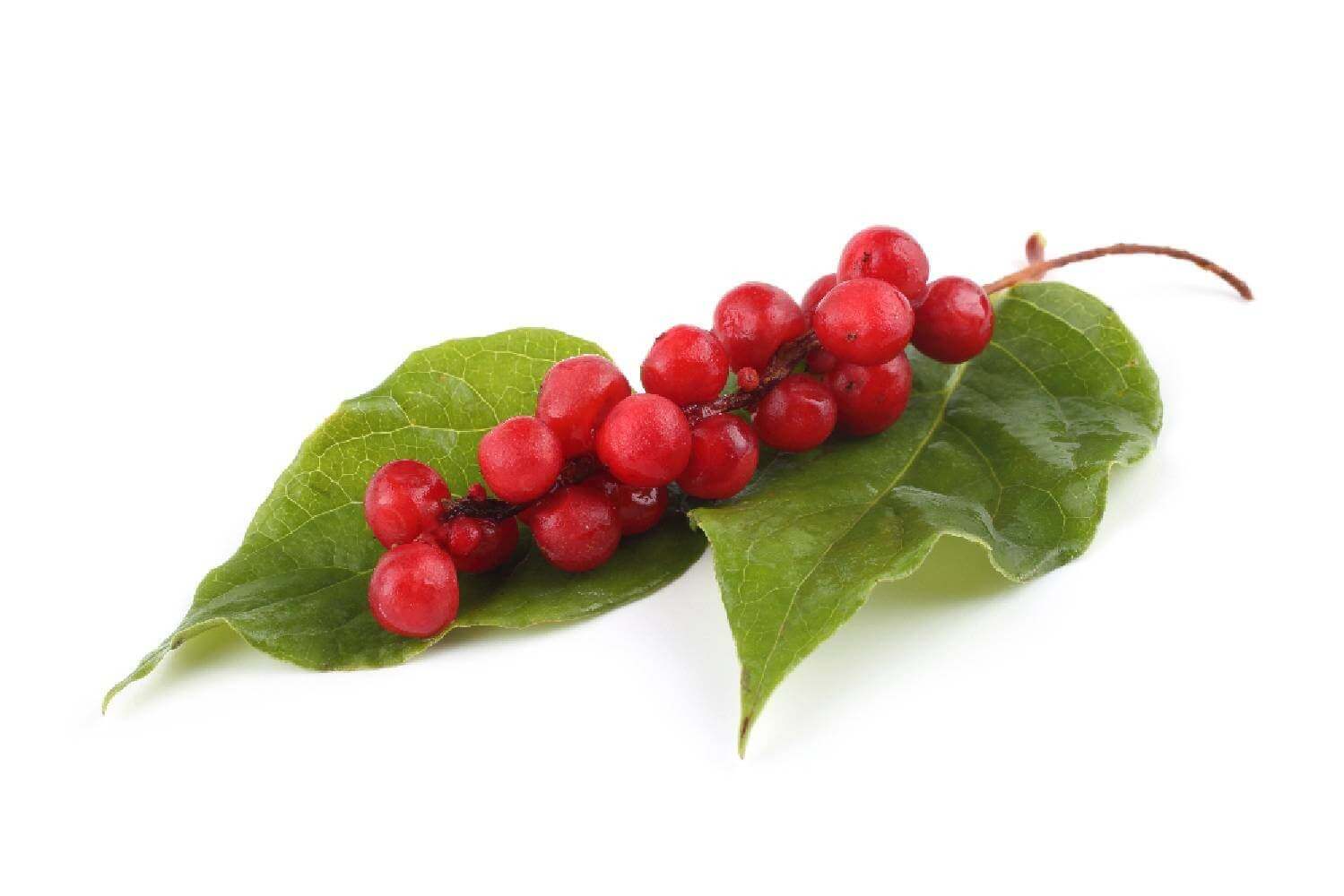 Schisandra