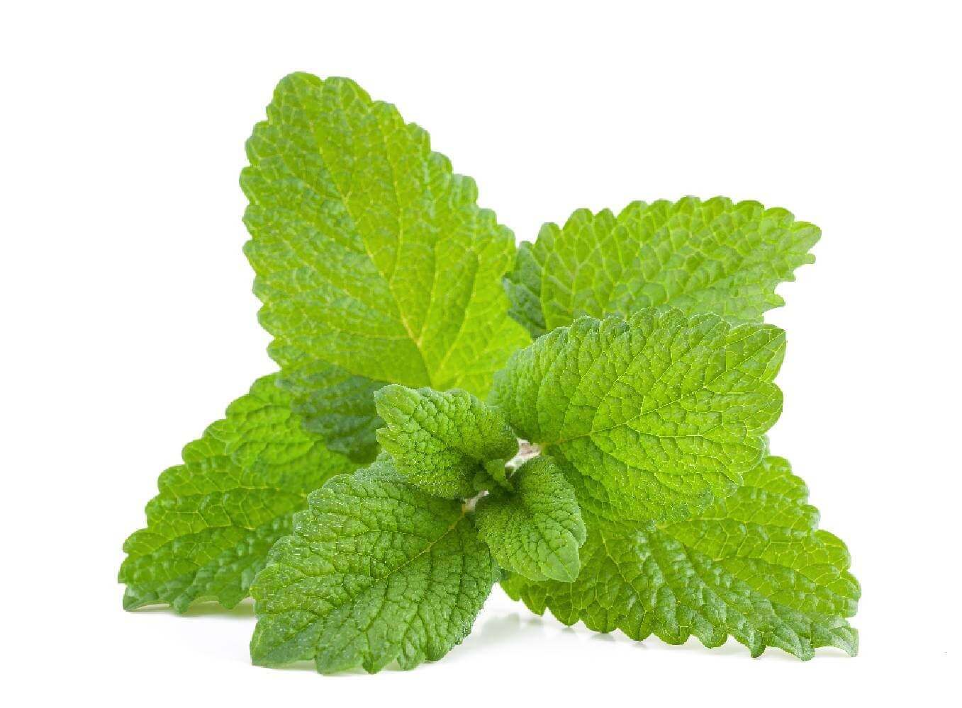 Menthe poivrée
