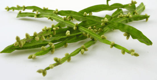 Baccharis