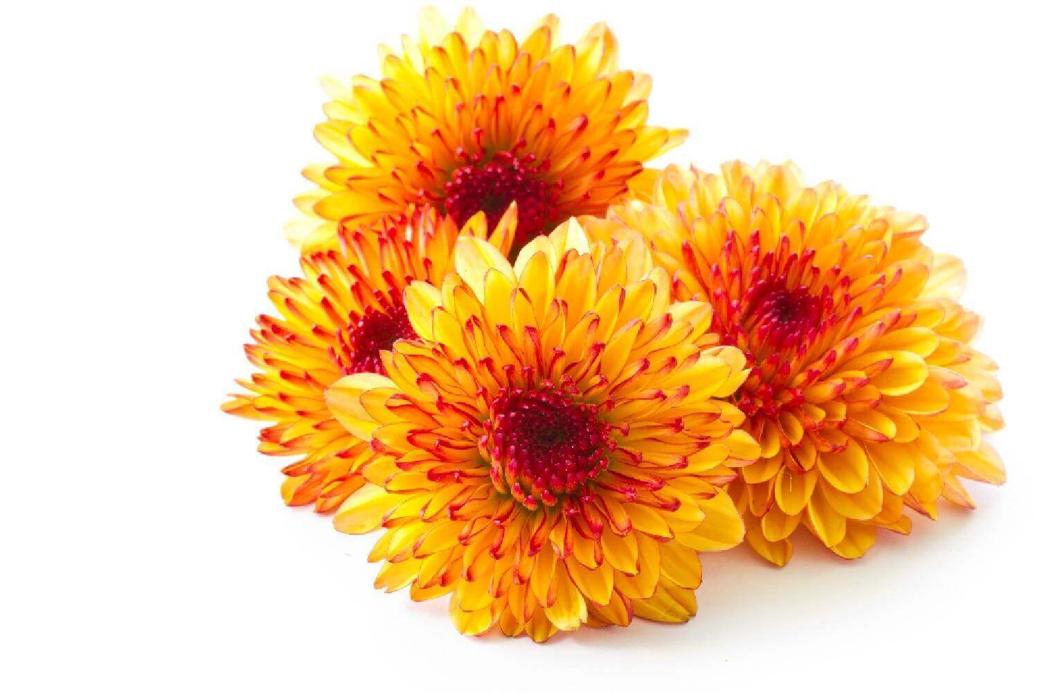Chrysanthellum ou Camomille d’Or