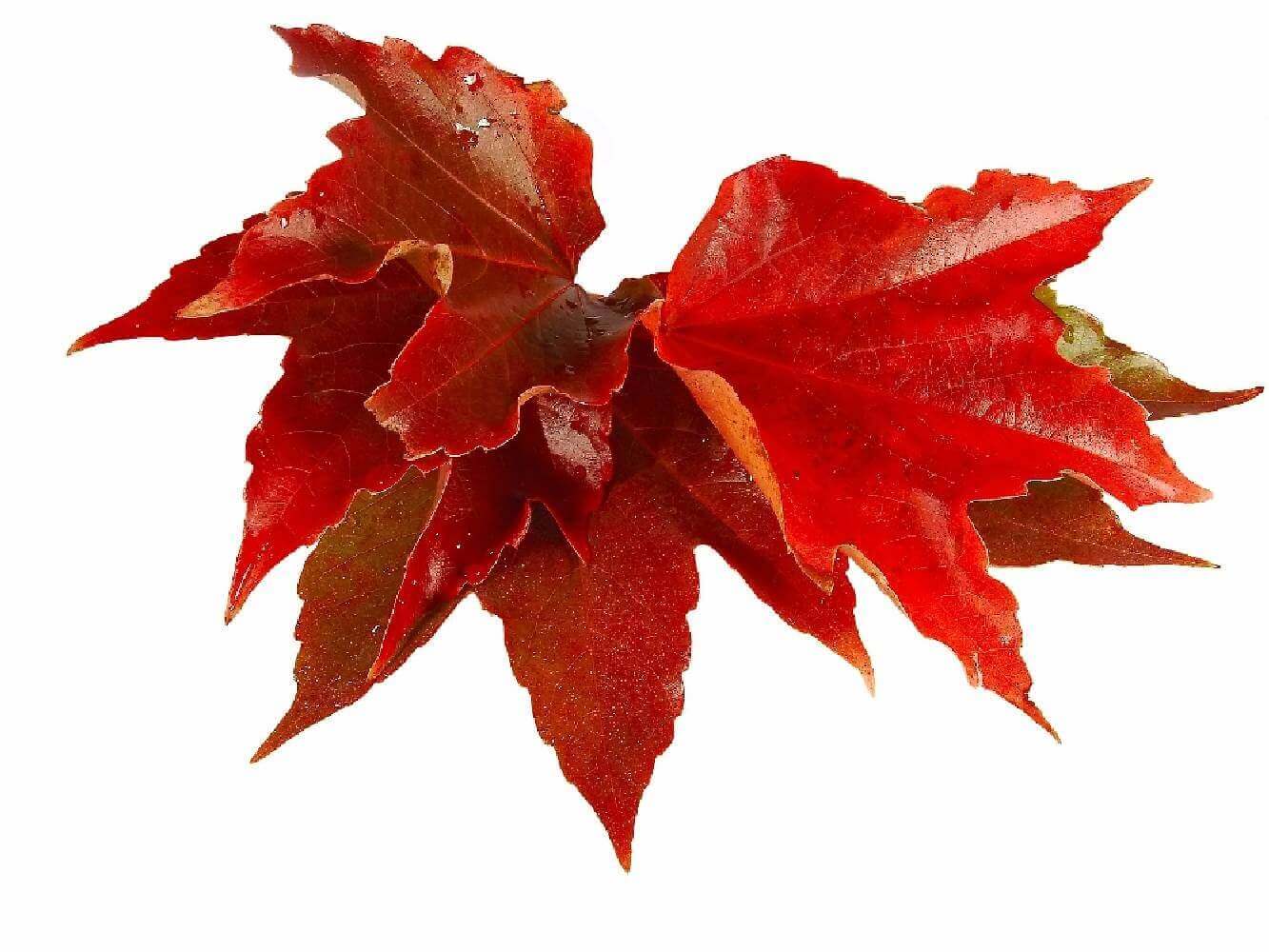Vigne Rouge
