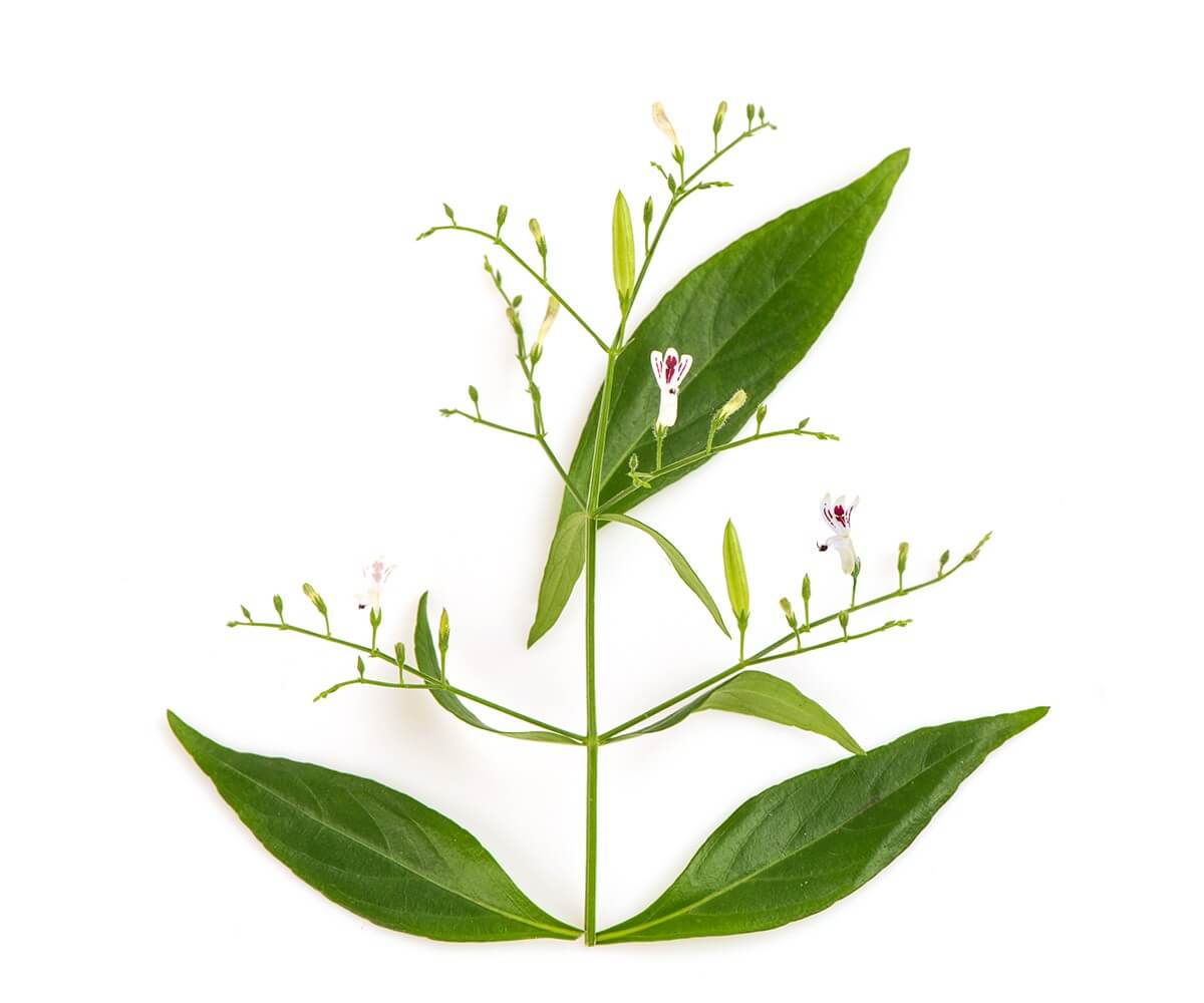 Andrographis