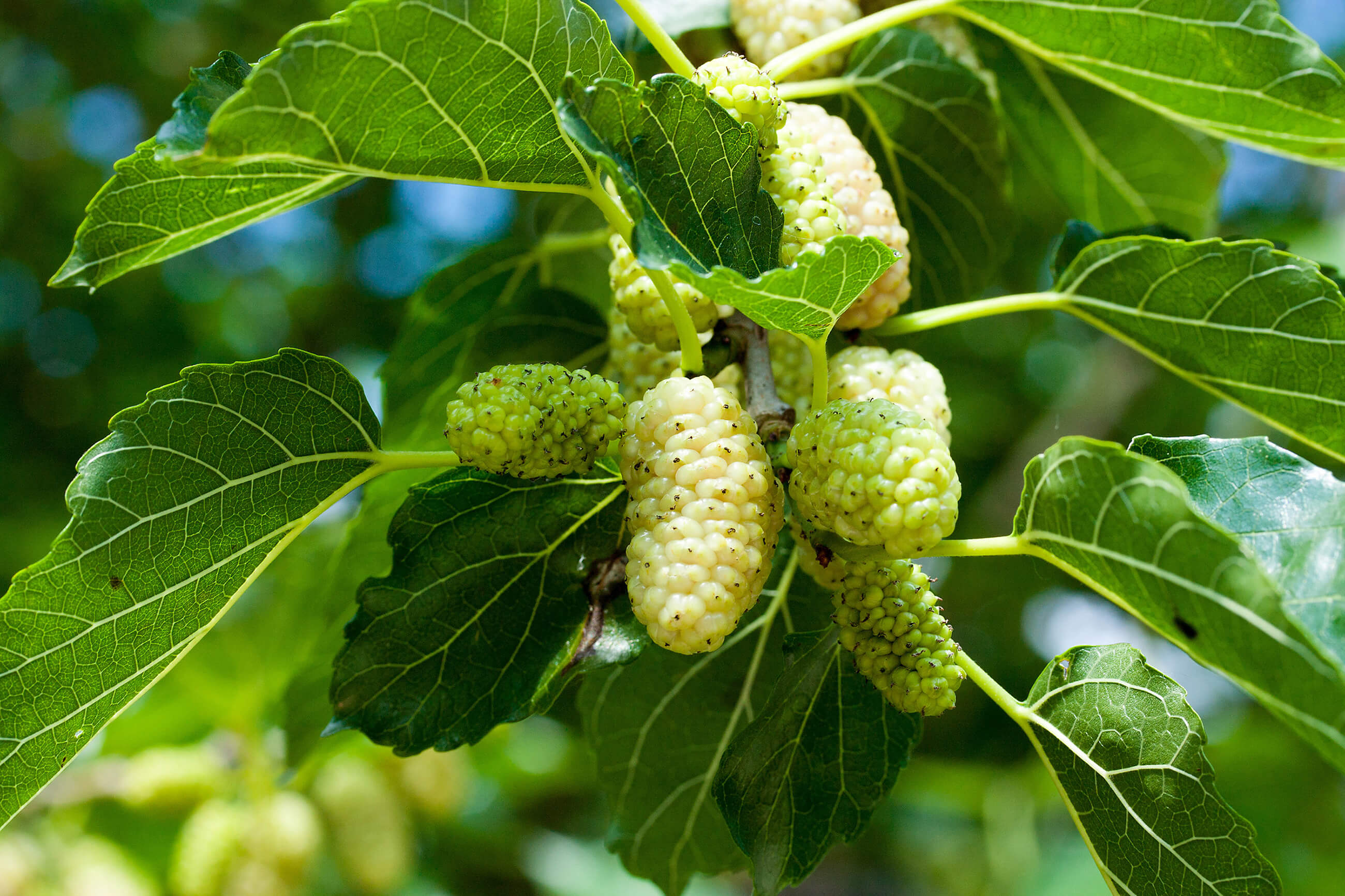 Mûrier blanc