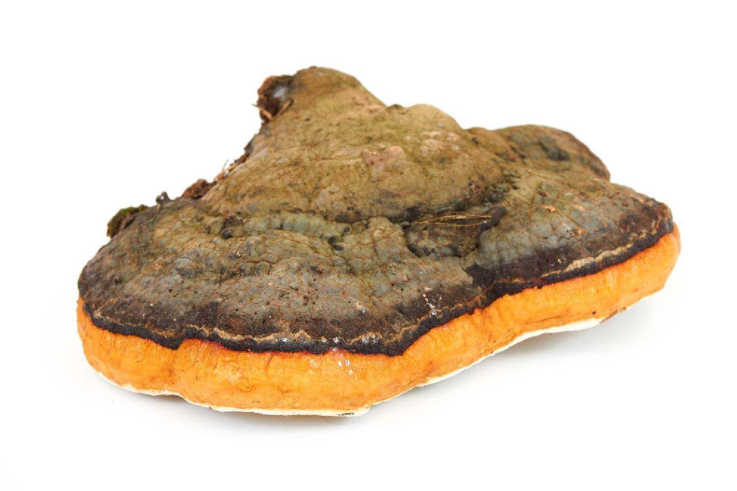 Le Chaga
