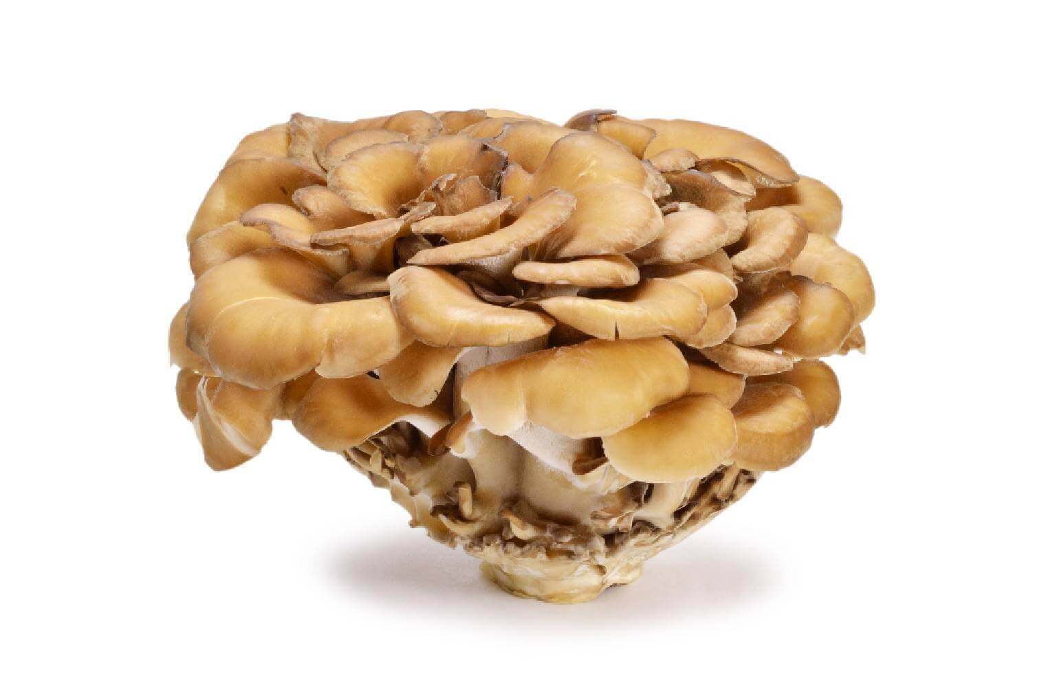 Maitake