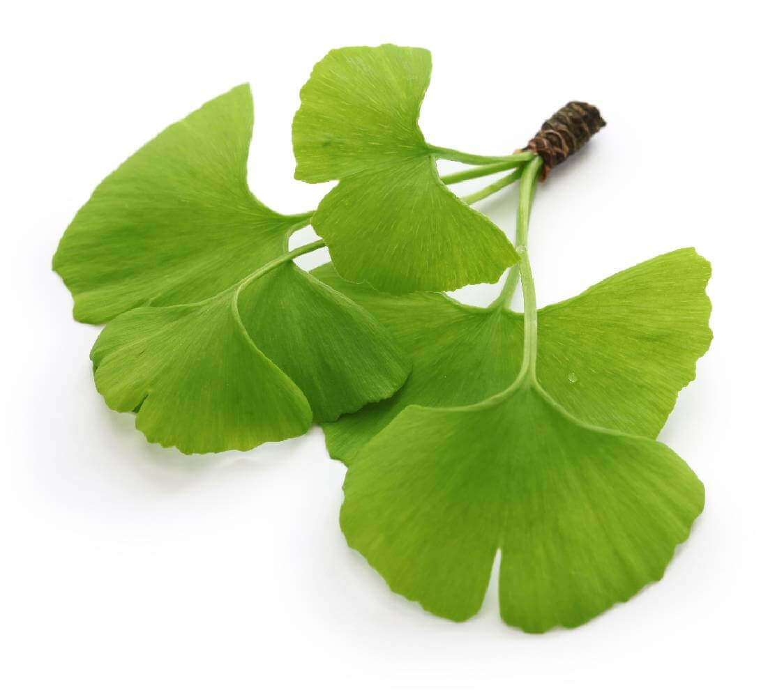 Ginkgo - Laboratoire Herbolistique