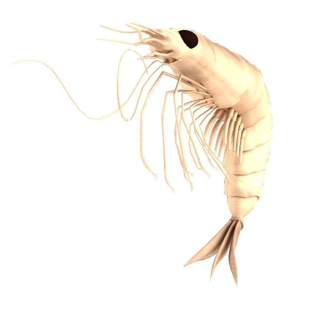 Krill - Laboratoire Herbolistique