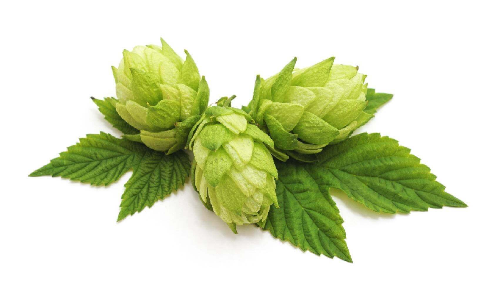 Houblon