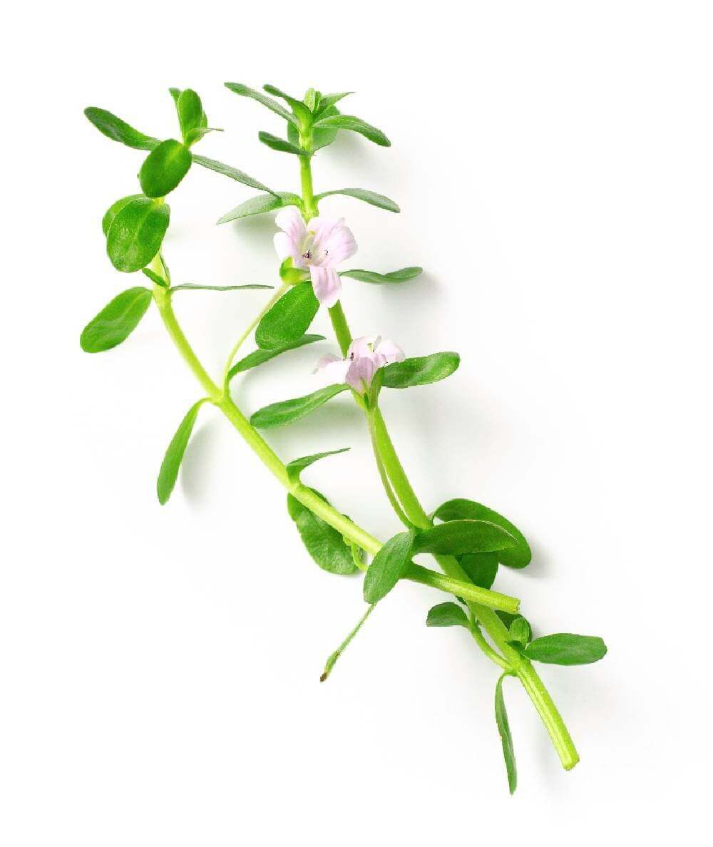 Bacopa-Brahmi