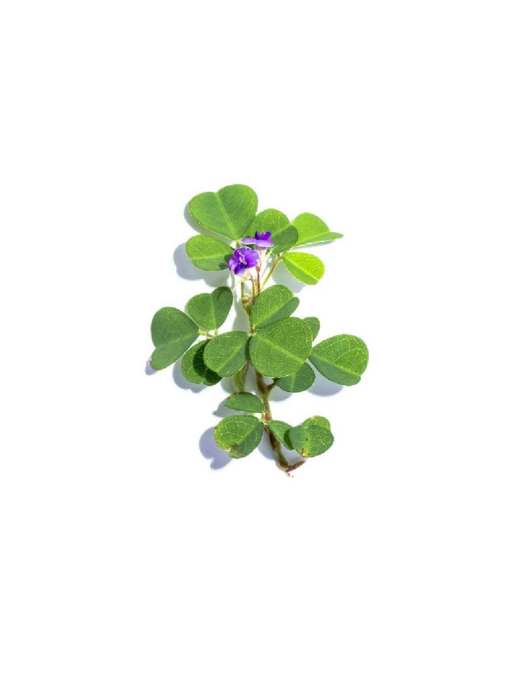 Desmodium