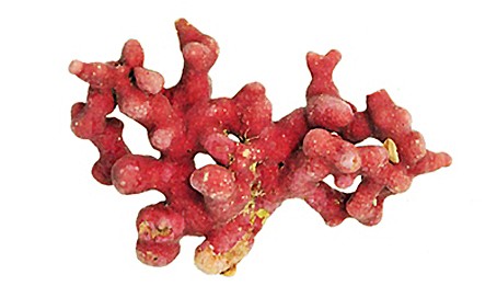 Lithothamne