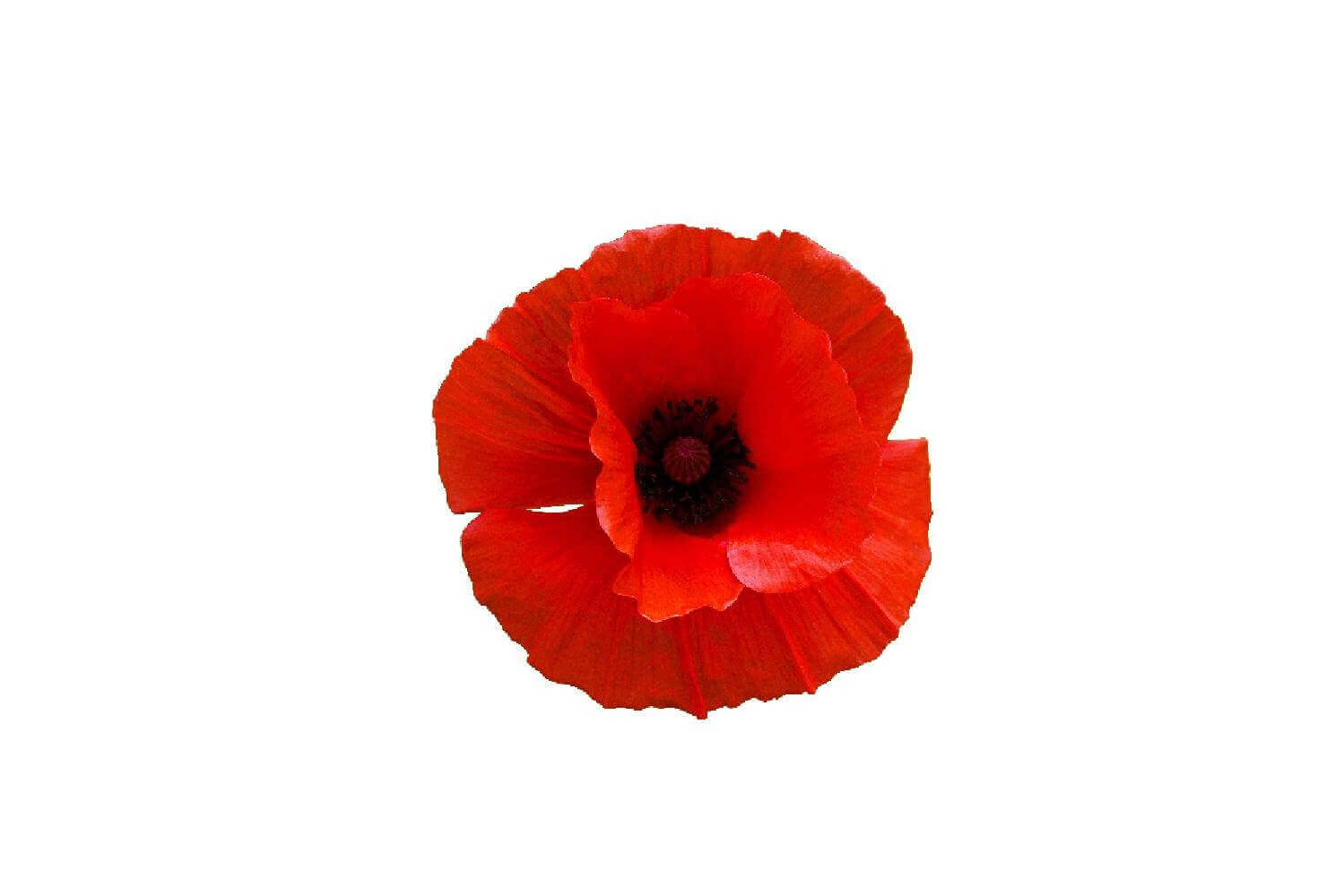 Coquelicot